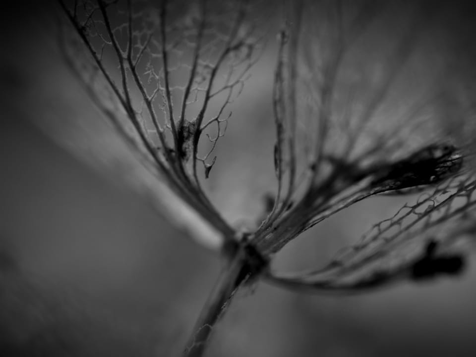 The Null Filament