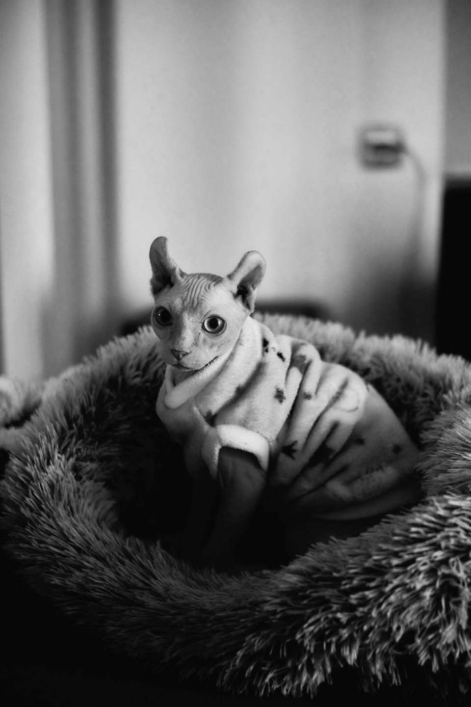 Diary of an 'Elf Publisher